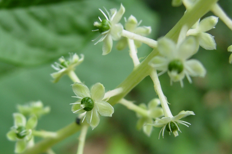 Phytolacca americana / Fitolacca, Cremesina, Uva-turca